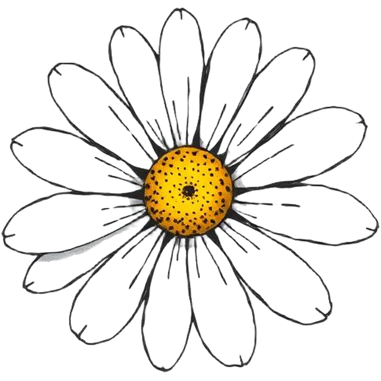 daisy